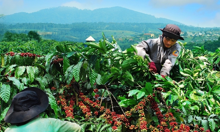 Giá cà phê đi ngang, đạt mức 97.500 đồng/kg