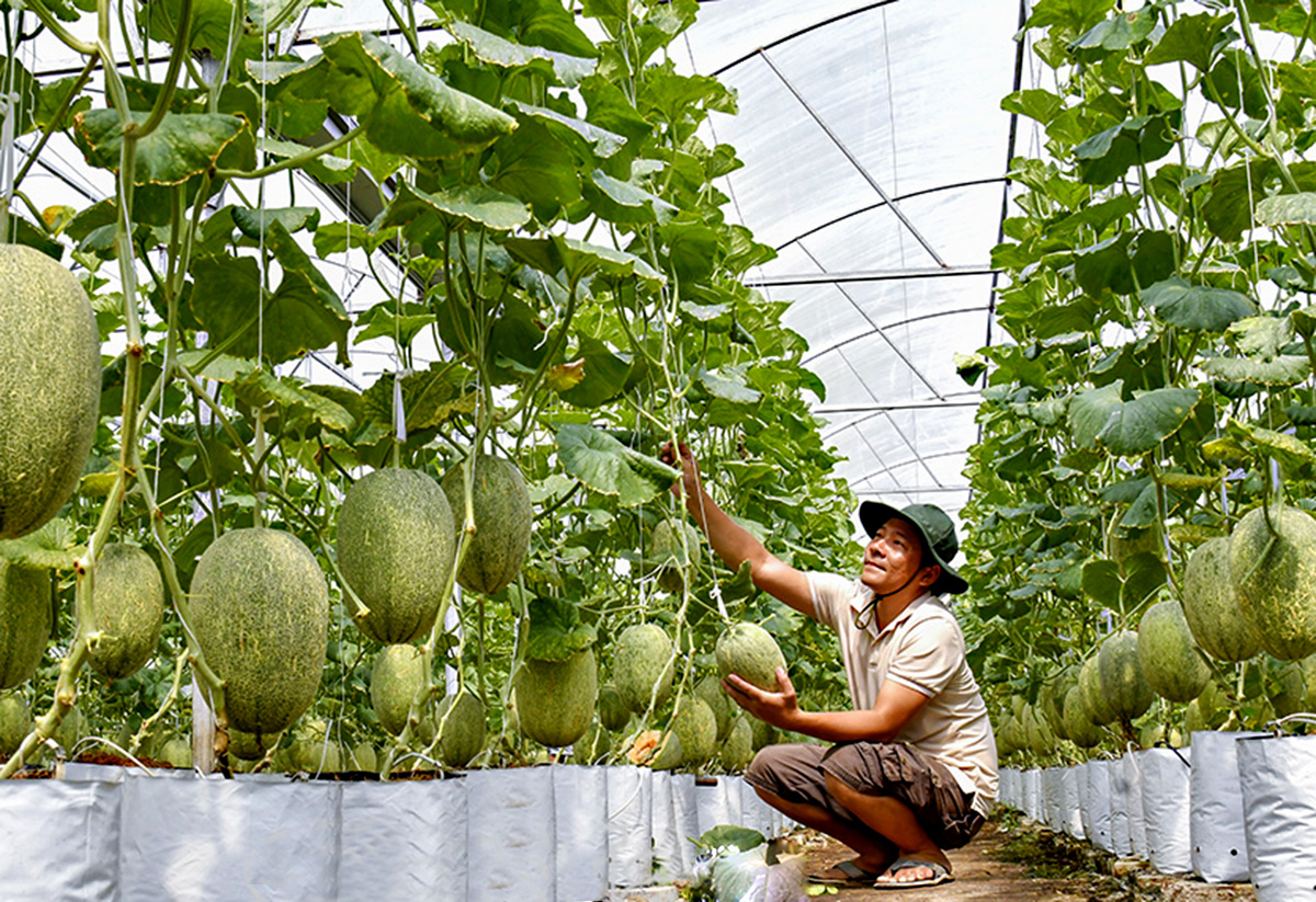 HTX ở Cà Mau phát triển nông nghiệp công nghệ cao