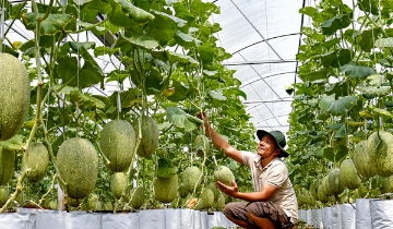 Từ chuyển đổi số đến sở hữu trí tuệ giúp HTX ở Cà Mau ‘làm đâu trúng đó’