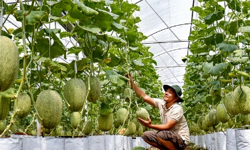 HTX ở Cà Mau phát triển nông nghiệp công nghệ cao