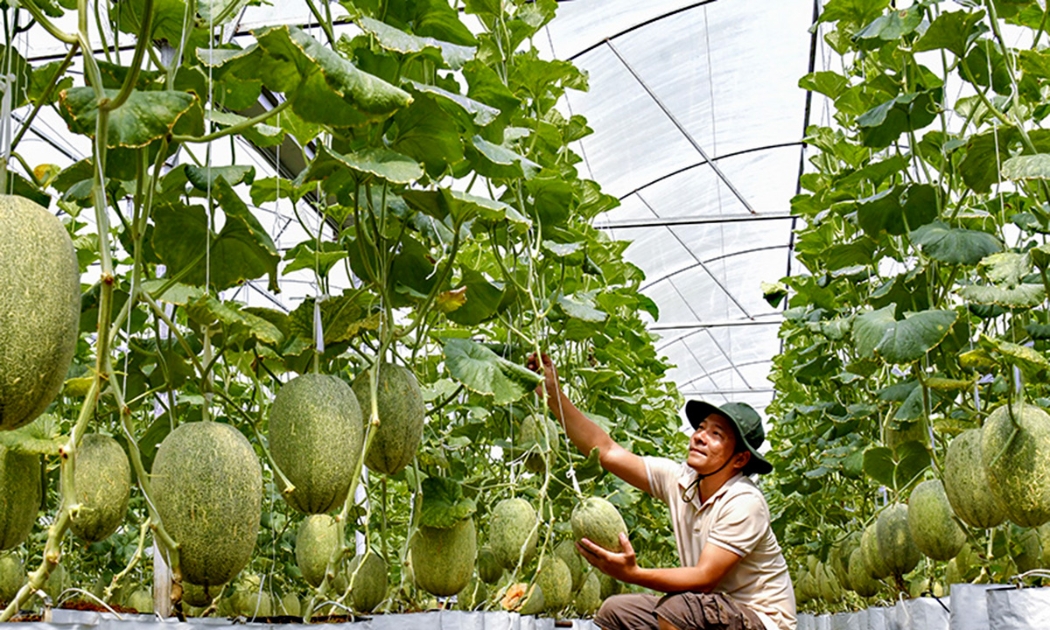 HTX ở Cà Mau phát triển nông nghiệp công nghệ cao