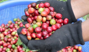 Giá cà phê đồng loạt tăng, tiến sát ngưỡng 99.000 đồng/kg