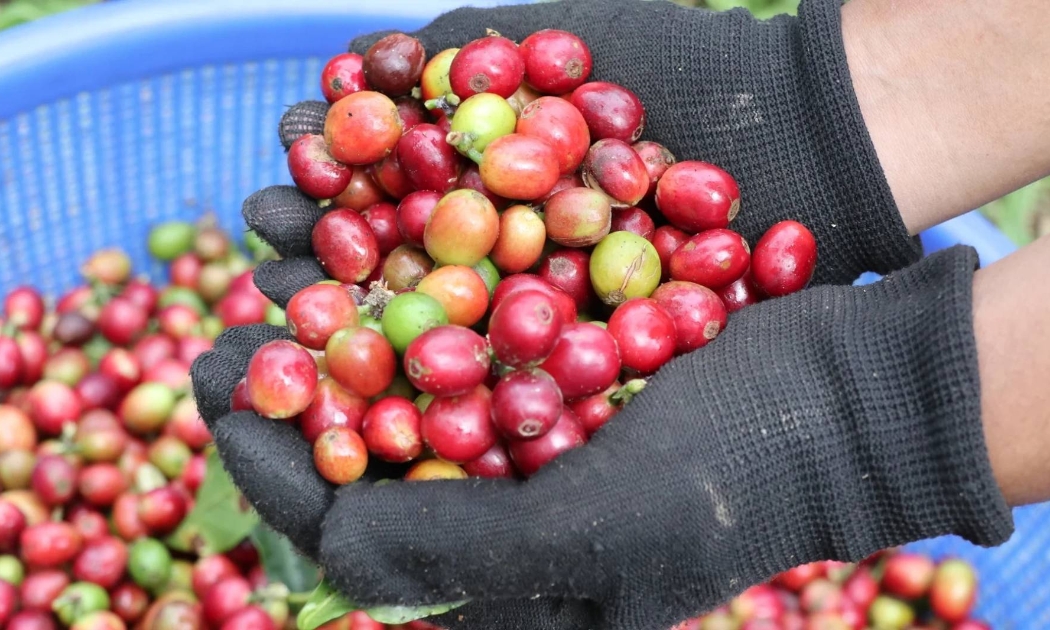 Cà phê tăng 700-900 đồng/kg tùy từng vùng trồng.