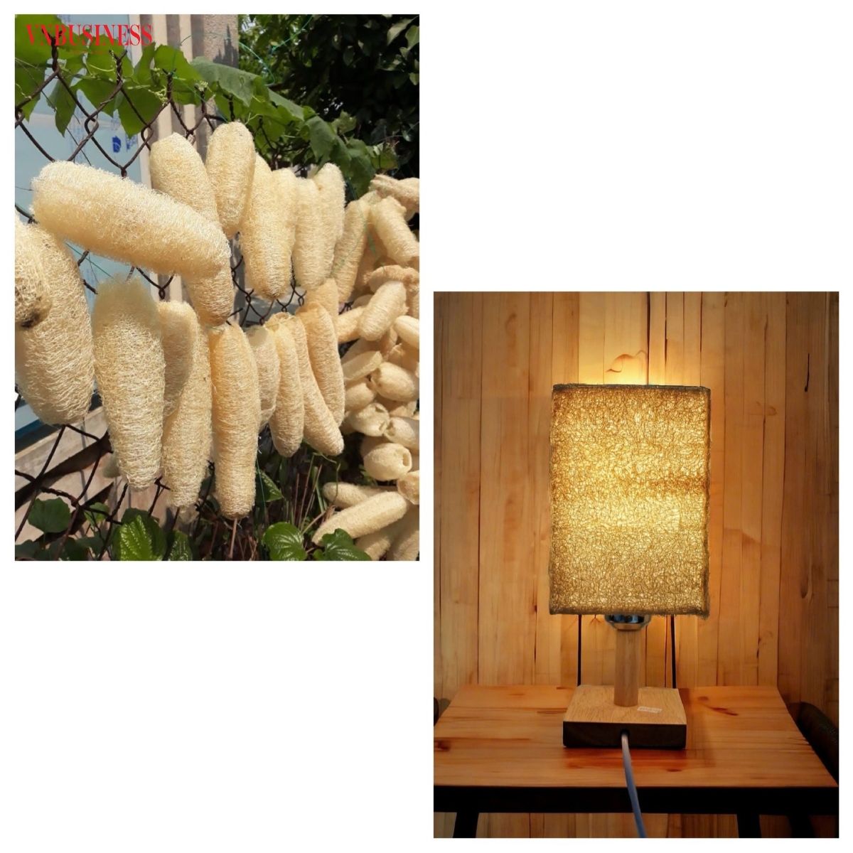 Chị Thư quyết định rời bỏ bục giảng để xây dựng thương hiệu sản xuất đồ gia dụng từ xơ mướp.