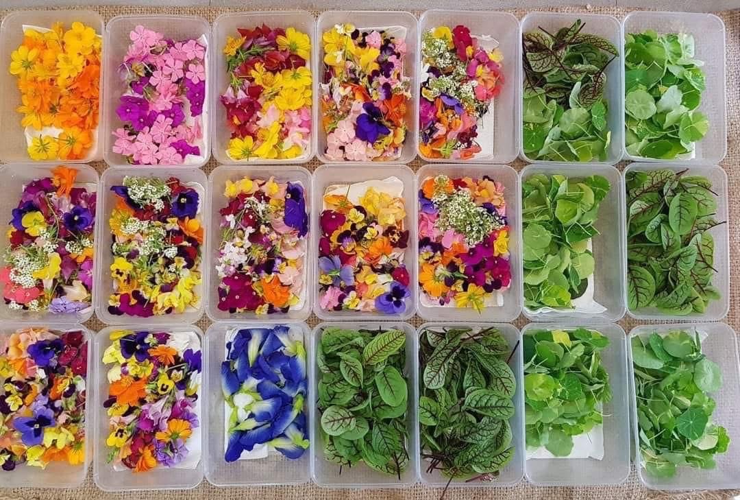 Cung ứng hoa, rau deco giúp HTX chinh phục thị trường tiềm năng.