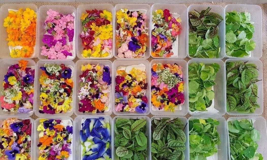 Cung ứng hoa, rau deco giúp HTX chinh phục thị trường tiềm năng.