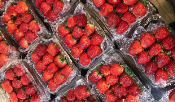 Dâu Mộc Châu vào mùa, khách mua không kịp nghỉ tay