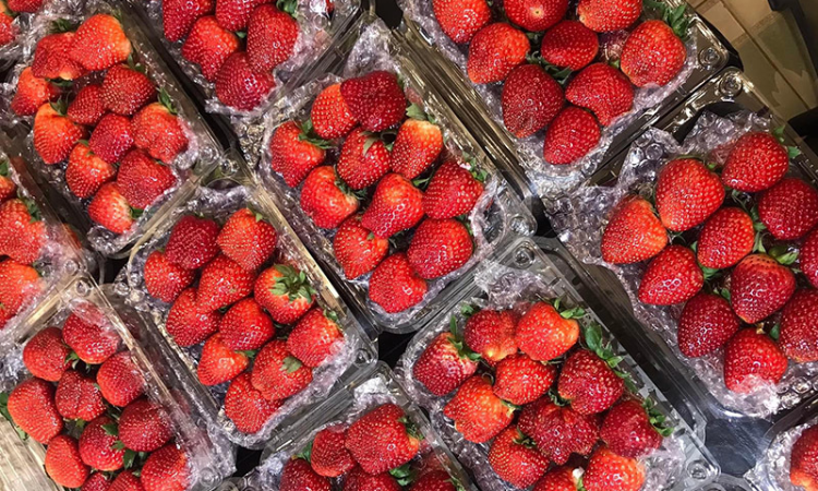 Dâu Mộc Châu vào mùa, khách mua không kịp nghỉ tay