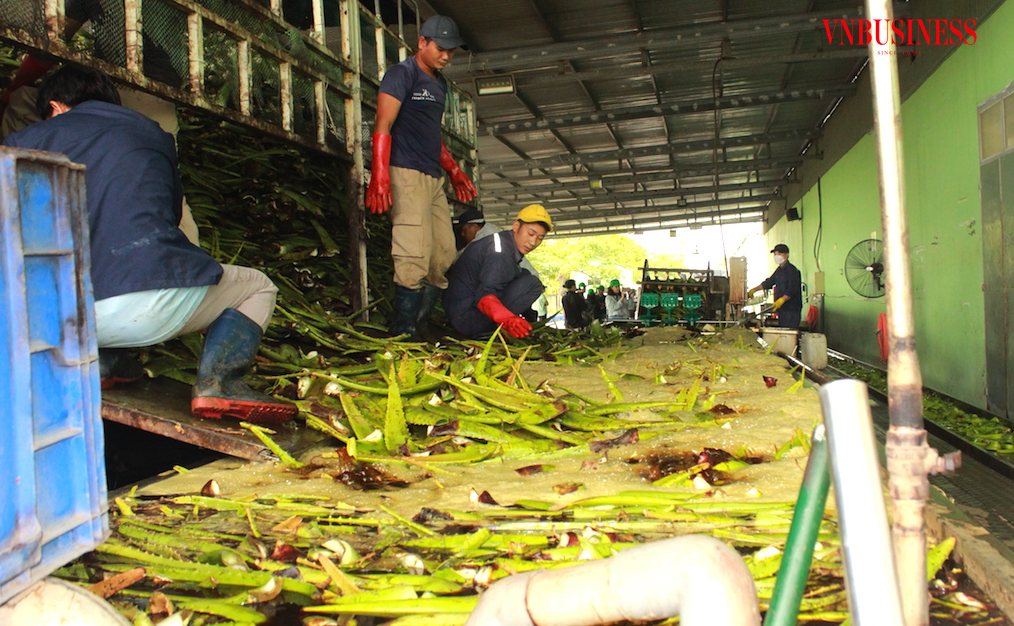 Với những DN làm nông nghiệp XK luôn kiên định với ESG thì “tấm visa” đưa sản phẩm của họ ra toàn cầu sẽ dễ sàng hơn, không lo bị loại khỏi “cuộc chơi”.