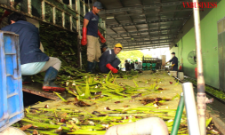 Với những DN làm nông nghiệp XK luôn kiên định với ESG thì “tấm visa” đưa sản phẩm của họ ra toàn cầu sẽ dễ sàng hơn, không lo bị loại khỏi “cuộc chơi”.