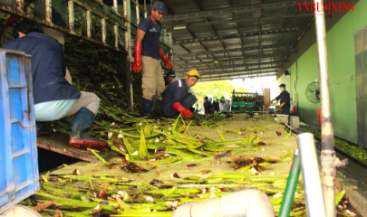 Với những DN làm nông nghiệp XK luôn kiên định với ESG thì “tấm visa” đưa sản phẩm của họ ra toàn cầu sẽ dễ sàng hơn, không lo bị loại khỏi “cuộc chơi”.