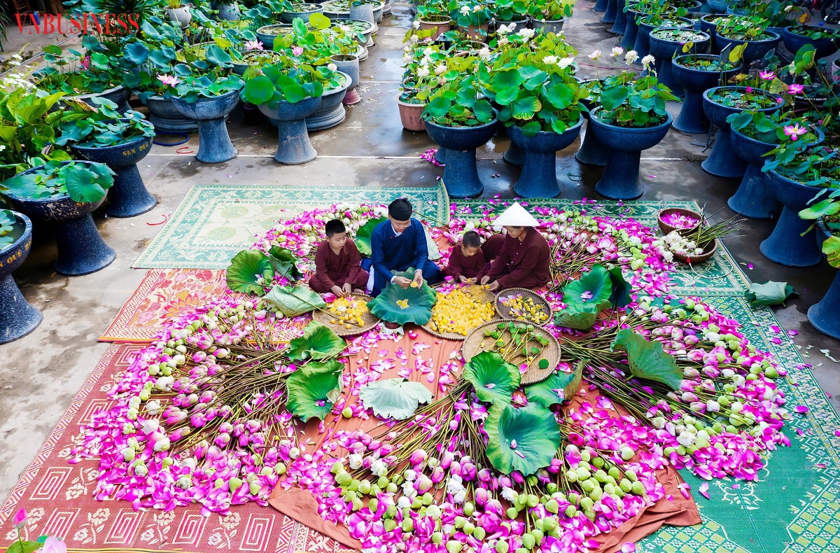 Giữa sắc sen quê Bác, những bàn tay cần mẫn đang gìn giữ một cách làm nông nghiệp tử tế, nơi sinh kế được nuôi dưỡng từ kỷ cương và khát vọng bền bỉ.