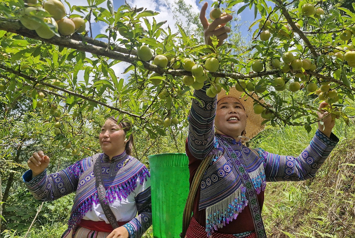 Việc tham gia HTX giúp nông dân có nội lực tốt hơn để phát triển sản phẩm, tiếp cận sở hữu trí tuệ.