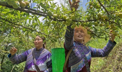 HTX nông nghiệp ở Lào Cai