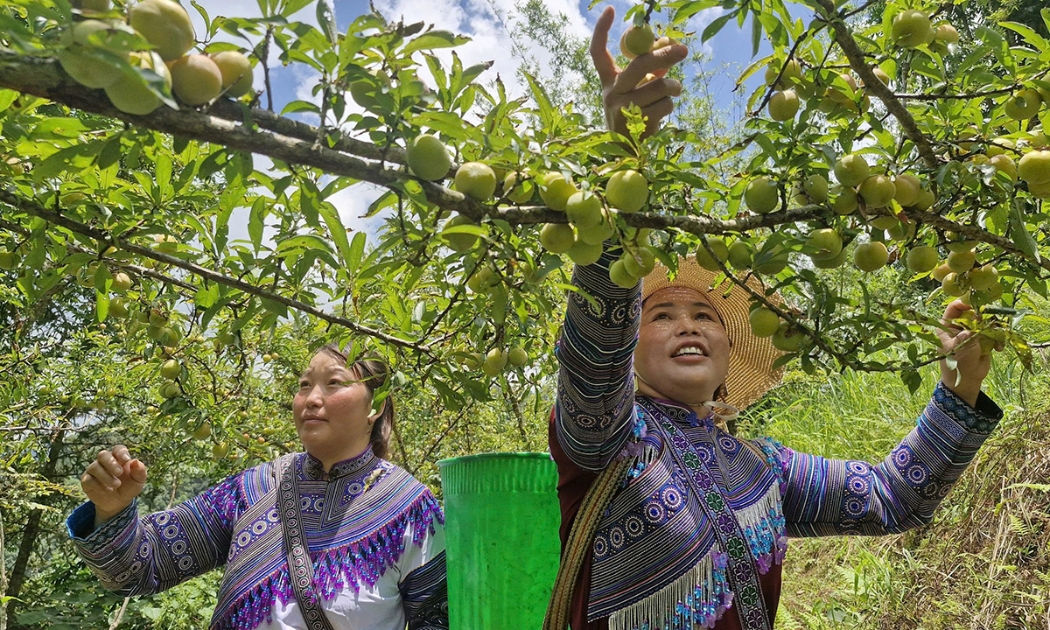 HTX nông nghiệp ở Lào Cai