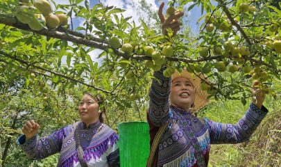HTX nông nghiệp ở Lào Cai