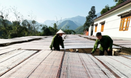 Làng nghề miến dong tại tỉnh Thái Nguyên.