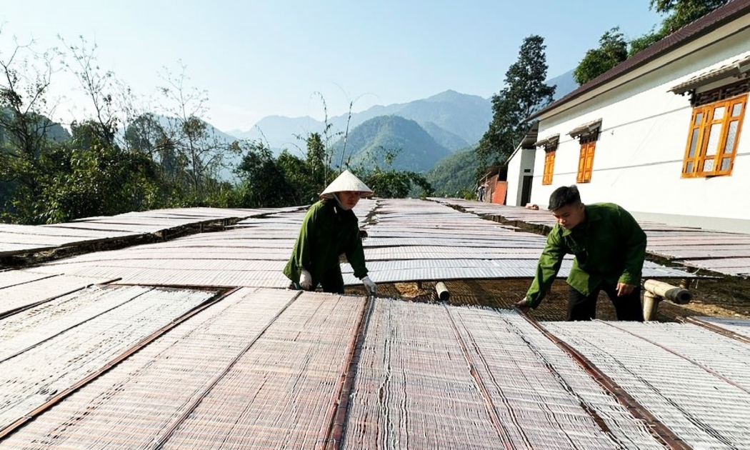 Làng nghề miến dong tại tỉnh Thái Nguyên.