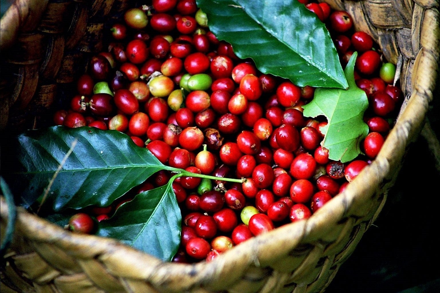 Giá cà phê tăng nhẹ 200 đồng/kg, nguồn cung lớn kìm đà phục hồi giá cà phê