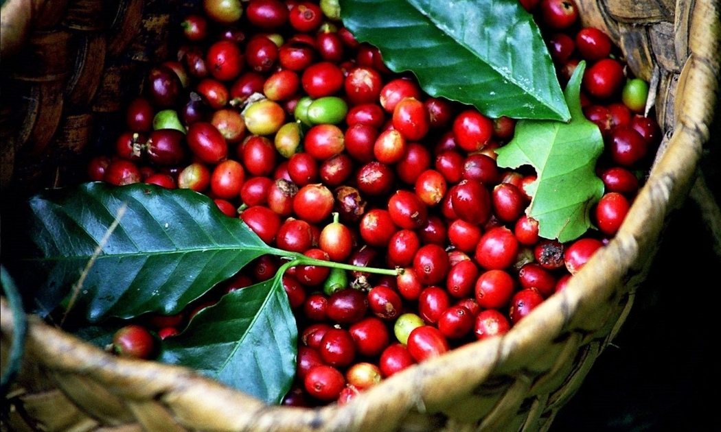 Giá cà phê hôm nay tăng nhẹ 100-200 đồng/kg tại các vùng trồng trọng điểm.