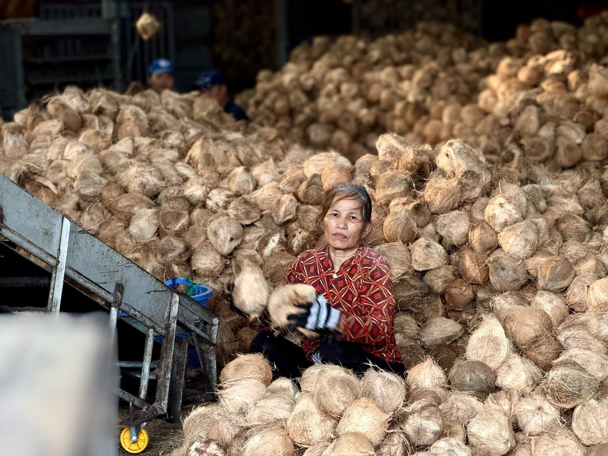 Theo thống kê, năm 2025, ngành dừa Việt Nam đạt 1.15 tỷ USD từ xuất khẩu