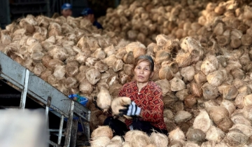 Ngành dừa trước ngưỡng cửa tỷ đô: Lời giải nào cho bài toán thương hiệu?