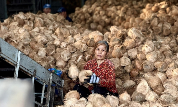 Ngành dừa trước ngưỡng cửa tỷ đô: Lời giải nào cho bài toán thương hiệu?