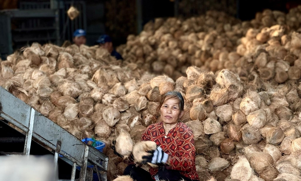 Theo thống kê, năm 2025, ngành dừa Việt Nam đạt 1.15 tỷ USD từ xuất khẩu