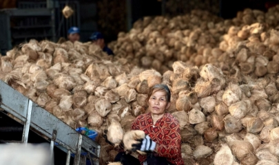 Theo thống kê, năm 2025, ngành dừa Việt Nam đạt 1.15 tỷ USD từ xuất khẩu