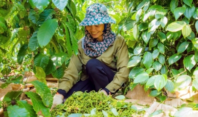 Giá tiêu điều chỉnh