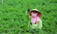 Nhiều HTX kiểu mới đã bắt đầu vận hành ngày càng chuyên nghiệp khi không chỉ sản xuất cái mình có mà đã biết cung cấp cái thị trường cần.