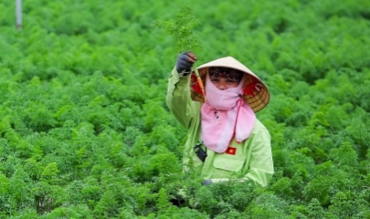 Nhiều HTX kiểu mới đã bắt đầu vận hành ngày càng chuyên nghiệp khi không chỉ sản xuất cái mình có mà đã biết cung cấp cái thị trường cần.