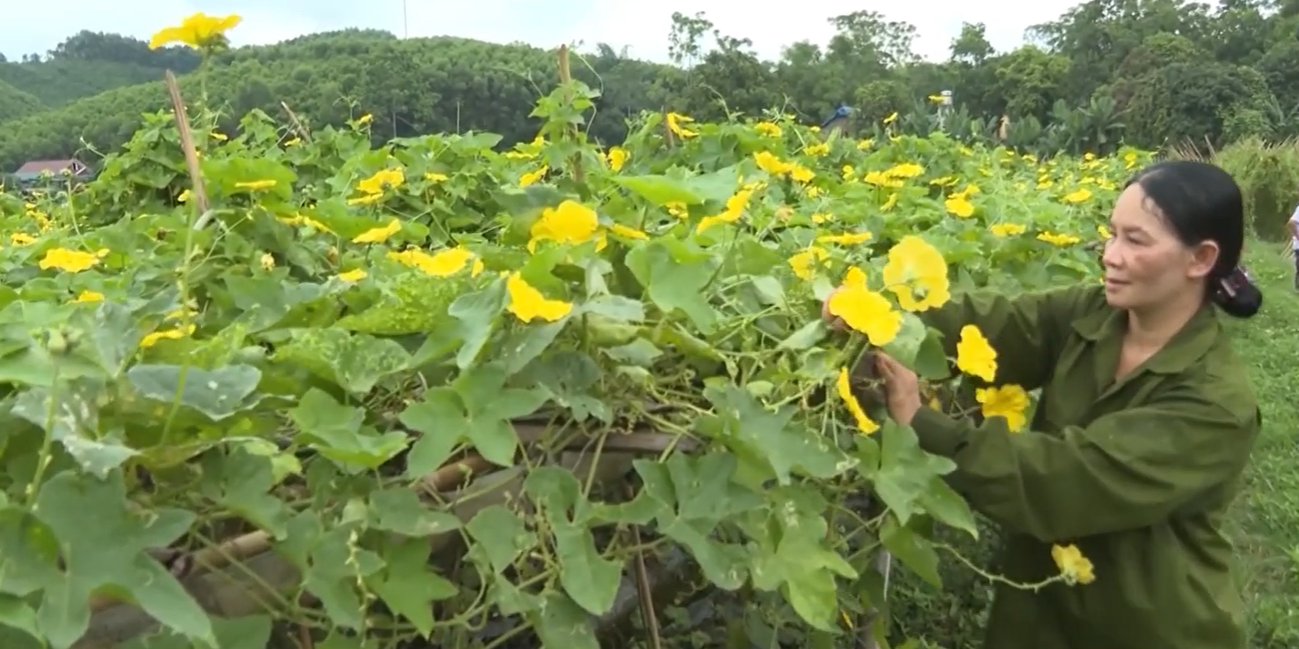Nông nghiệp tái sinh không chỉ là trồng rau an toàn, mà tập trung vào việc phục hồi sức khỏe đất và đa dạng sinh học.