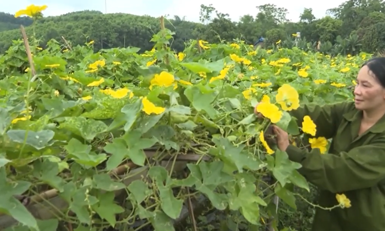 Nông nghiệp tái sinh không chỉ là trồng rau an toàn, mà tập trung vào việc phục hồi sức khỏe đất và đa dạng sinh học.