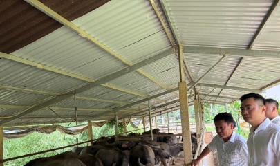 VCAF đang đưa dòng vốn chính sách đi vào đời sống sản xuất, kinh doanh của HTX