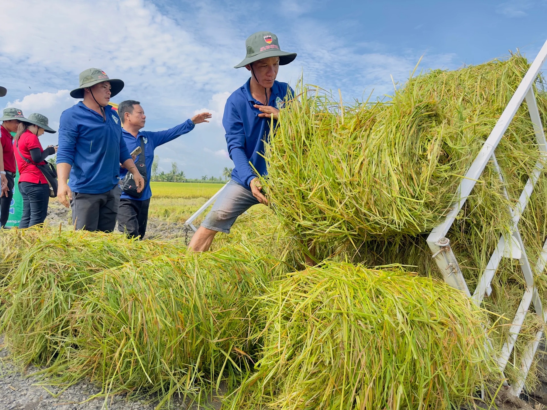 So với canh tác lúa truyền thống, mô hình tích hợp chuỗi giá trị rơm rạ đã giúp tăng hơn 20% thu nhập.