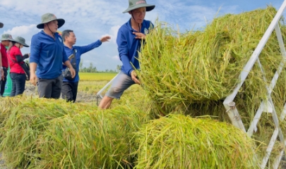 So với canh tác lúa truyền thống, mô hình tích hợp chuỗi giá trị rơm rạ đã giúp tăng hơn 20% thu nhập.