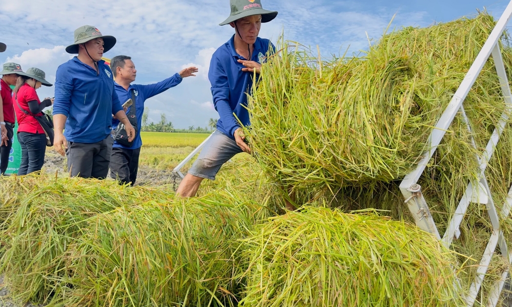 So với canh tác lúa truyền thống, mô hình tích hợp chuỗi giá trị rơm rạ đã giúp tăng hơn 20% thu nhập.