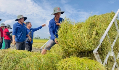 So với canh tác lúa truyền thống, mô hình tích hợp chuỗi giá trị rơm rạ đã giúp tăng hơn 20% thu nhập.