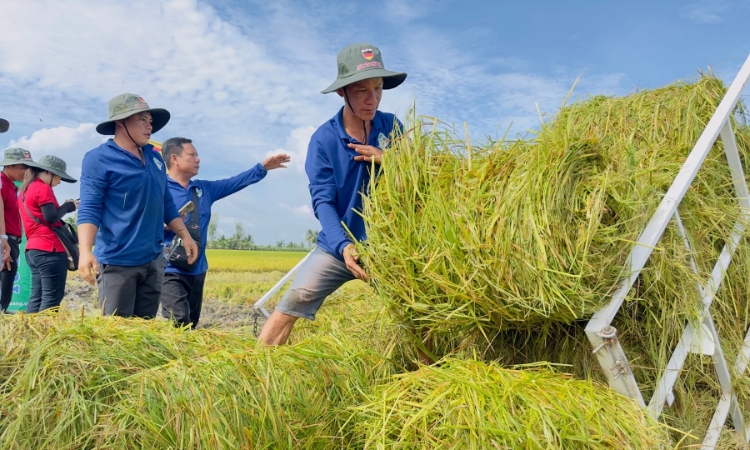 Việt Nam có rơm rạ, thế giới có công nghệ: Bài toán trồng nấm sạch cần lời giải