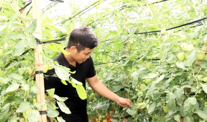 HTX công nghệ cao Tân Lập, xã Tân Yên, tỉnh Sơn La