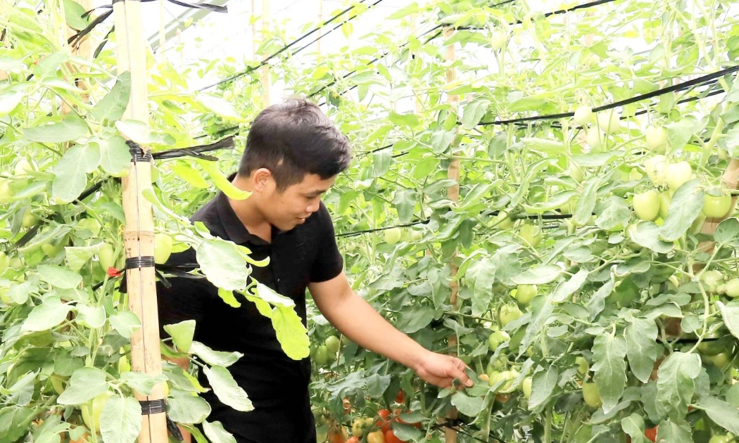 HTX công nghệ cao Tân Lập, xã Tân Yên, tỉnh Sơn La