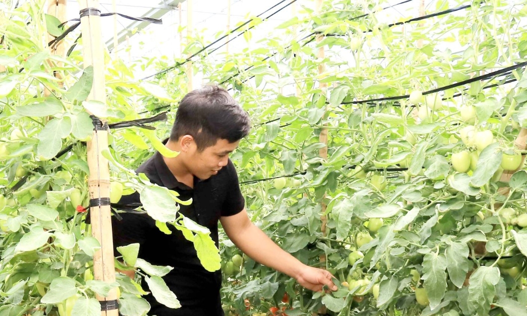 HTX công nghệ cao Tân Lập, xã Tân Yên, tỉnh Sơn La