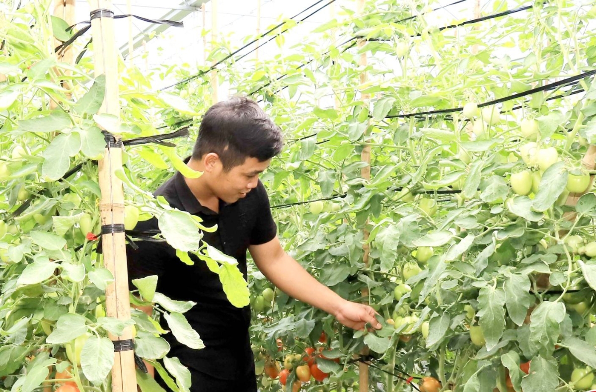 Ngày càng nhiều HTX ứng dụng công nghệ cao vào sản xuất.