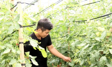 HTX công nghệ cao Tân Lập, xã Tân Yên, tỉnh Sơn La