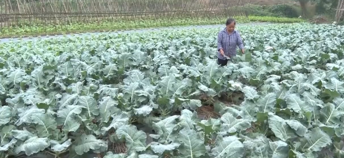 HTX kiểu mới giúp thành viên, người dân xây dựng được thương hiệu cho nông sản.