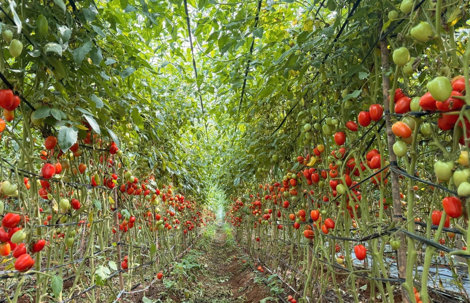 HTX đang chuyển từ tư duy “chạy theo phong trào” sang tư duy sản xuất theo tín hiệu thị trường.