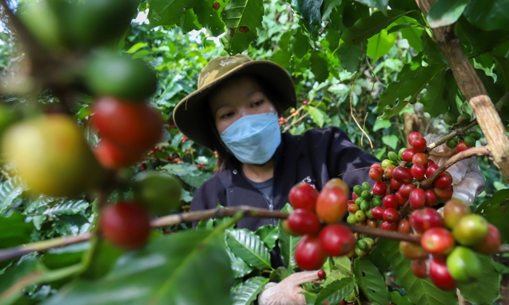 Giá cà phê bật tăng ở các vùng trồng trọng điểm.