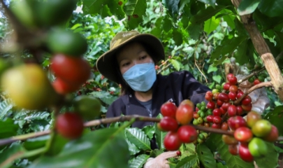 Giá cà phê bật tăng ở các vùng trồng trọng điểm.