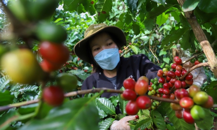 Tăng 600 đồng/kg, giá cà phê tiến sát mốc 100.000 đồng/kg